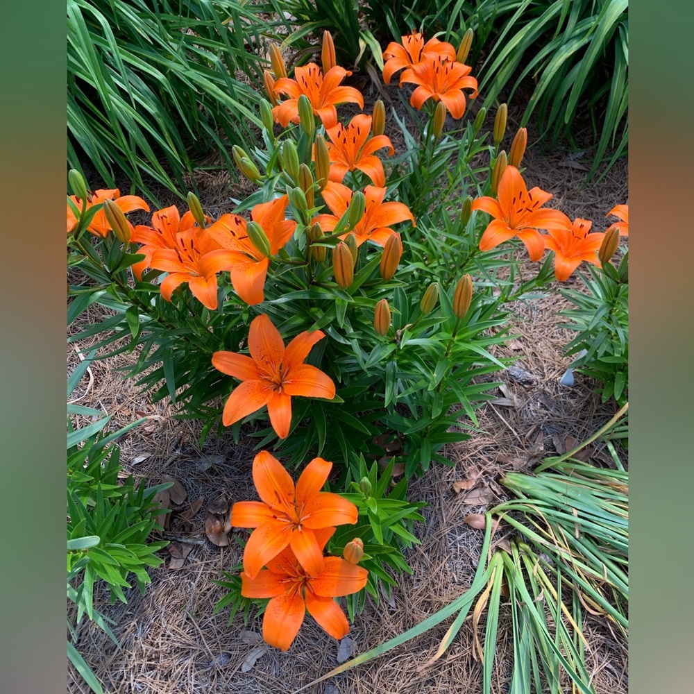 Eight Easter lily bulbs